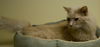 Finnigan