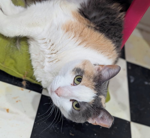 Peanut (Declawed)