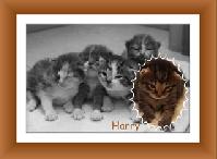 Harry