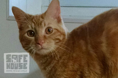 Cupid