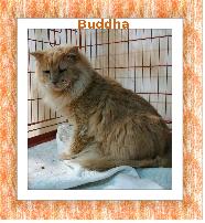 Buddha