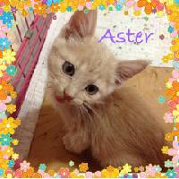 Aster