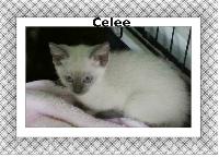 Celee