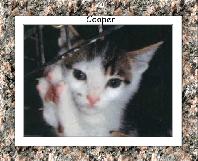 Cooper