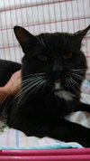 Sylvester
