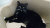 Sylvester