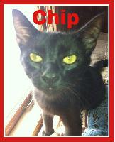 Chip