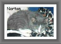 Norton