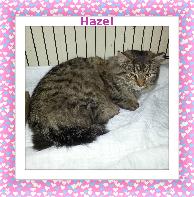Hazel