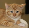 Macy's Kitten Alissa: Fostered