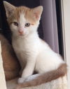 Macy's Kitten Bonita: Fostered