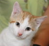 Macy's Kitten Bonita: Fostered