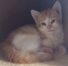 Macy's Kitten Clara: Fostered