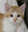 Macy's Kitten Clara: Fostered