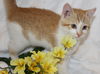 Macy's Kitten Clara: Fostered