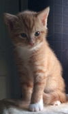 Macy's Kitten Dante: Fostered