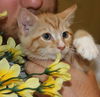 Macy's Kitten Dante: Fostered