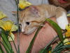 Macy's Kitten Dante: Fostered