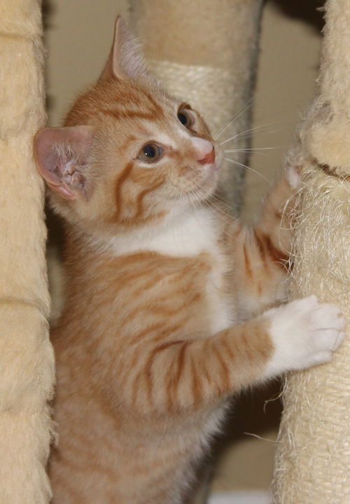 Macy's Kitten Dante: Fostered