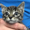 Doug-Fostered