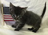 Doug-Fostered