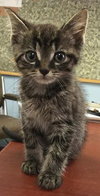 Doug-Fostered
