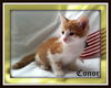 Kelly's Conor-Fostered