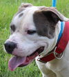 Love:URGENT! SHELTER