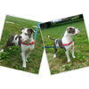 Love:URGENT! SHELTER