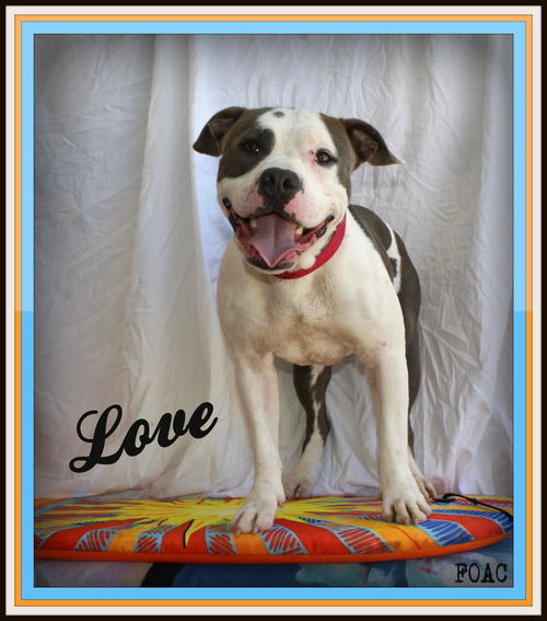 Love:URGENT! SHELTER
