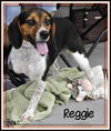 Reggie-Fostered