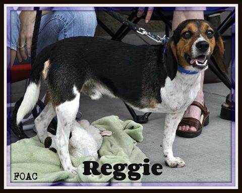 Reggie-Fostered