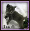 TEDDI-Visit her at PetSmart