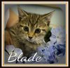 BLADE-Visit him at Petsmart