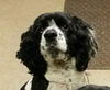 Henry-Fostered