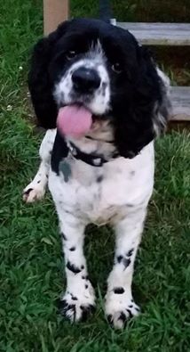 Henry-Fostered