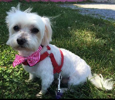 Prince (aka Cotton)-Fostered