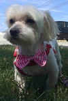 Prince (aka Cotton)-Fostered