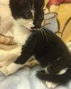 Truffle's Picasso-Shelter