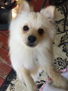 Copper-Fostered
