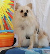 Copper-Fostered