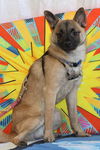 Simba-Fostered