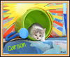 Carson Kitten-Shelter