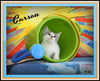 Carson Kitten-Shelter