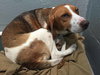 Diamond: Fostered