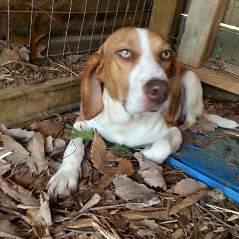 Diamond: Fostered