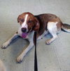 Diamond: Fostered
