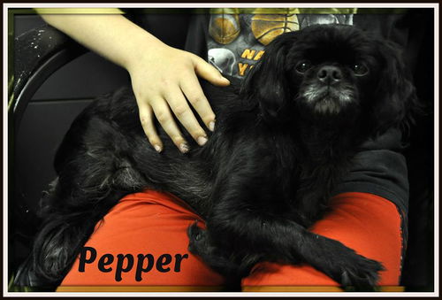 Pepper: Fostered