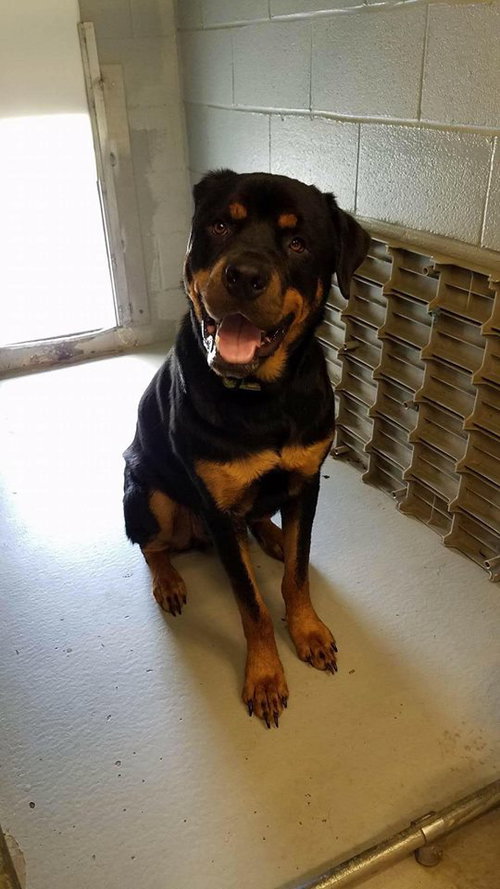 Diesel: Shelter