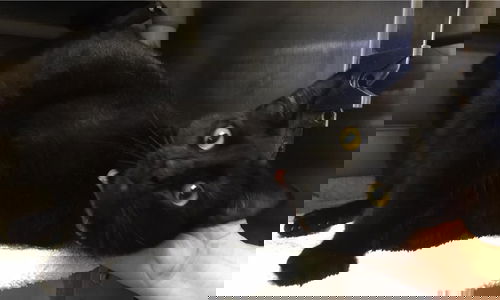 Poe: Shelter